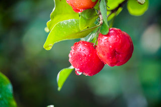 Acerola - moc witaminy C i potęga odporności