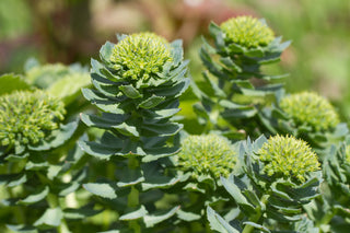 Rhodiola rosea - un antidépresseur naturel